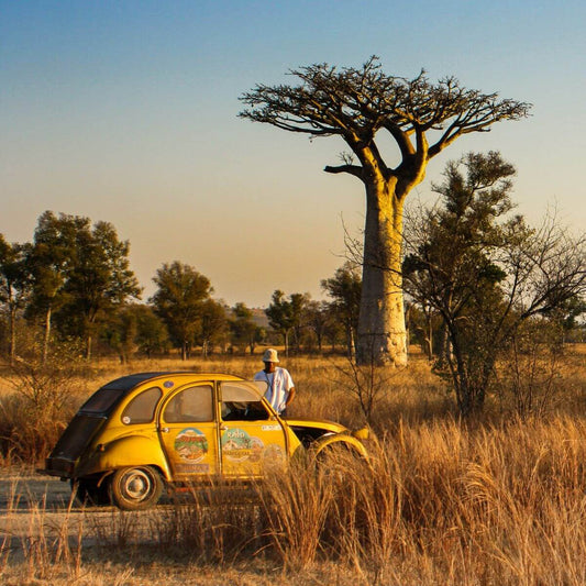 Baobao tree Senegal Bohemian life style