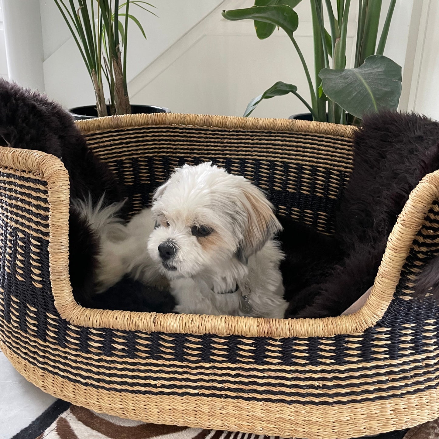 Dog basket in three sizes woven in sea grass. Carry goods and Fair Trade from Ghana